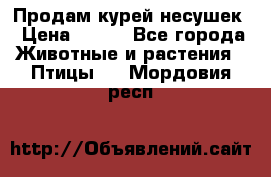 Продам курей несушек › Цена ­ 350 - Все города Животные и растения » Птицы   . Мордовия респ.